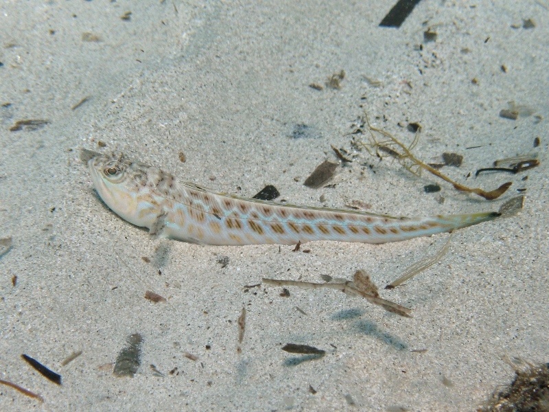 Trachinus draco (Linneo, 1758)